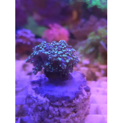 Euphyllia yaeyamaensis